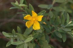Hypericum gaitii